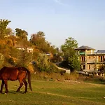 Shepherds Of Dharamshala