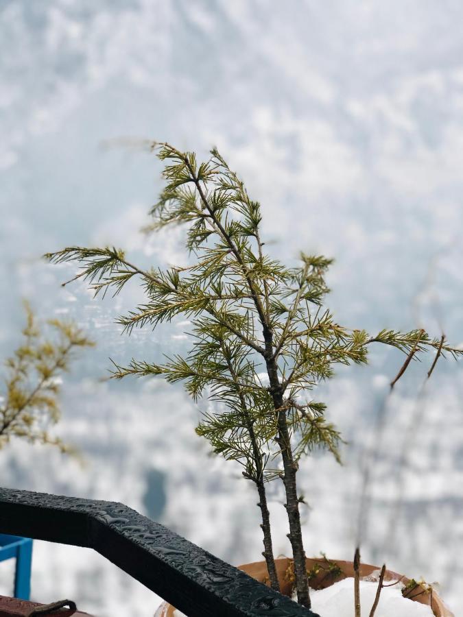 Paradise By Hbr * Dharamshala