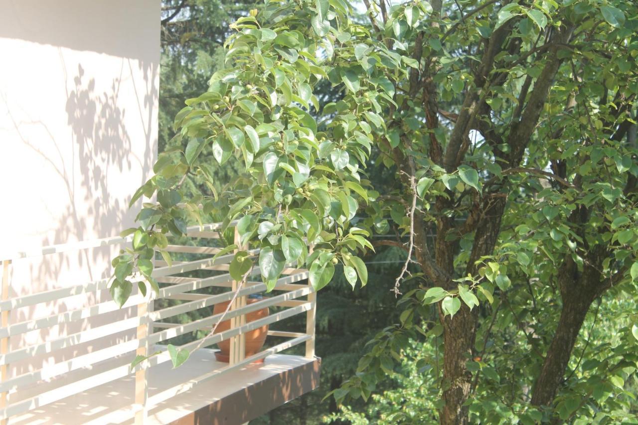Junglaat & Experiences * Dharamshala
