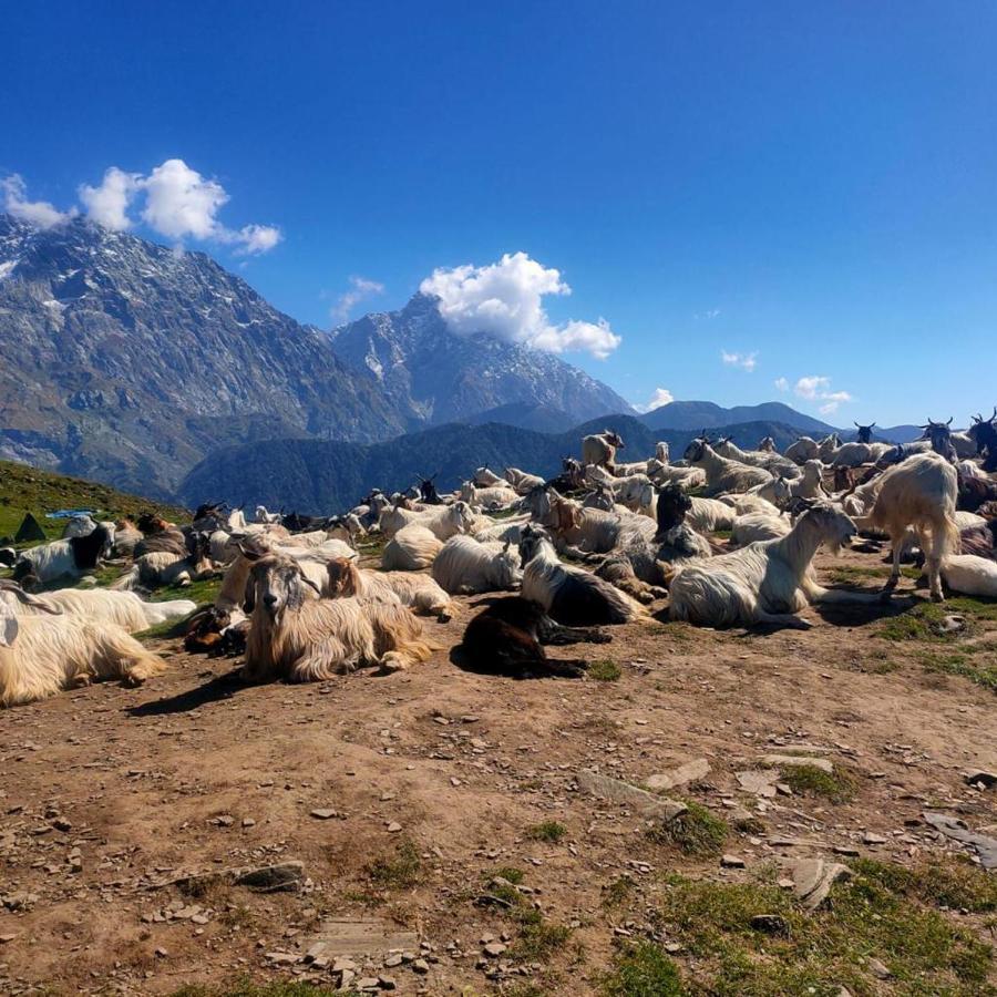 Triund Trek And Camping 3* Dharamshala