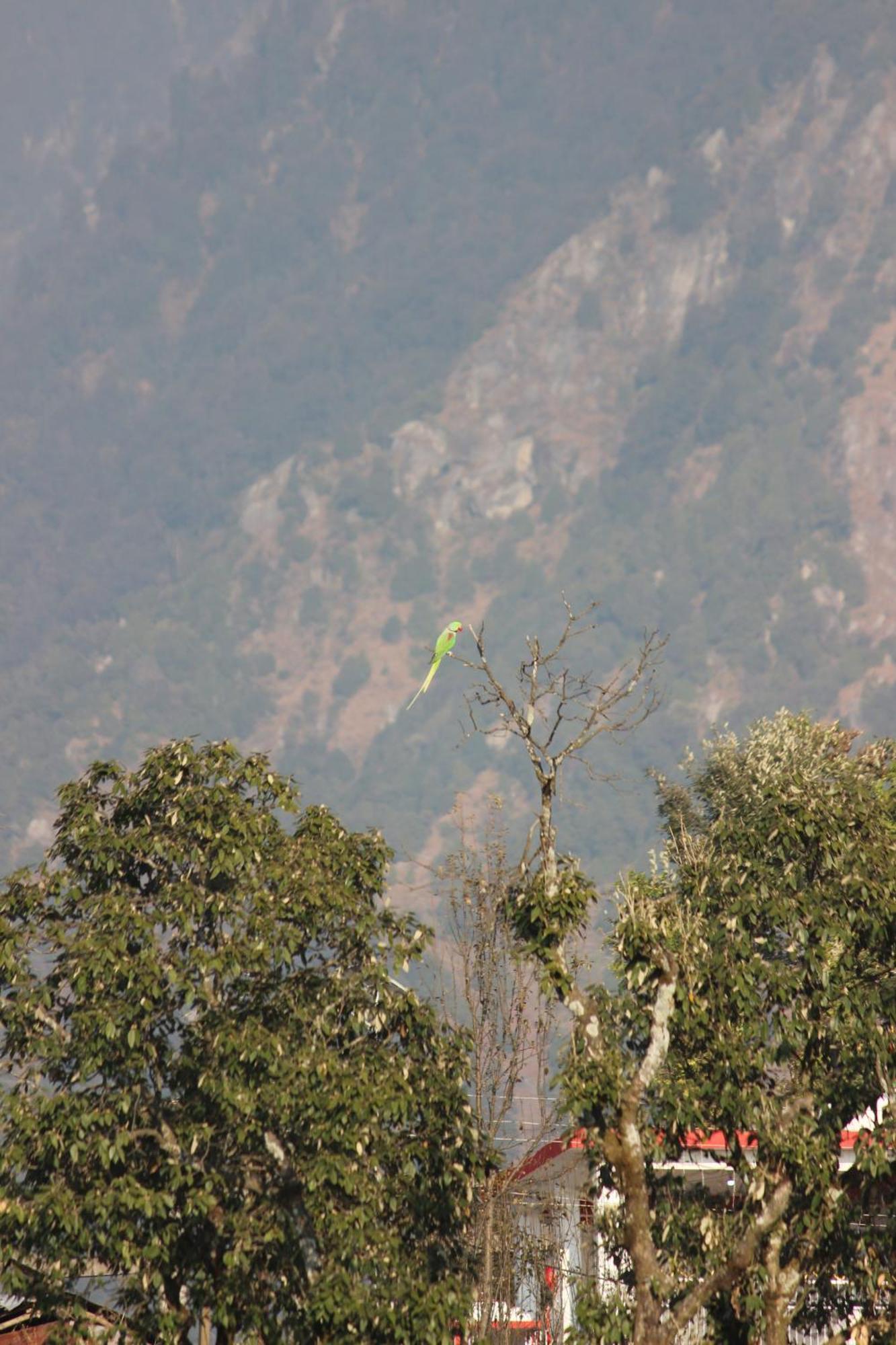 Homestay Shiva Dharamshala