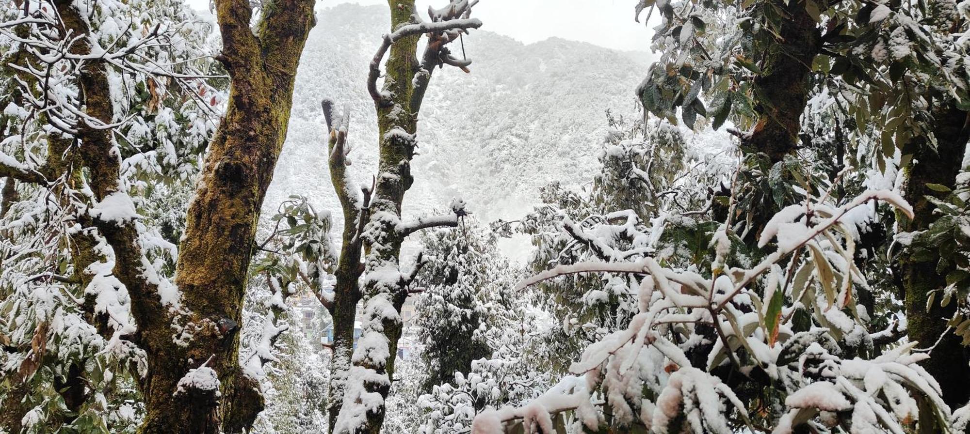 The Unmad - Dharamkot *