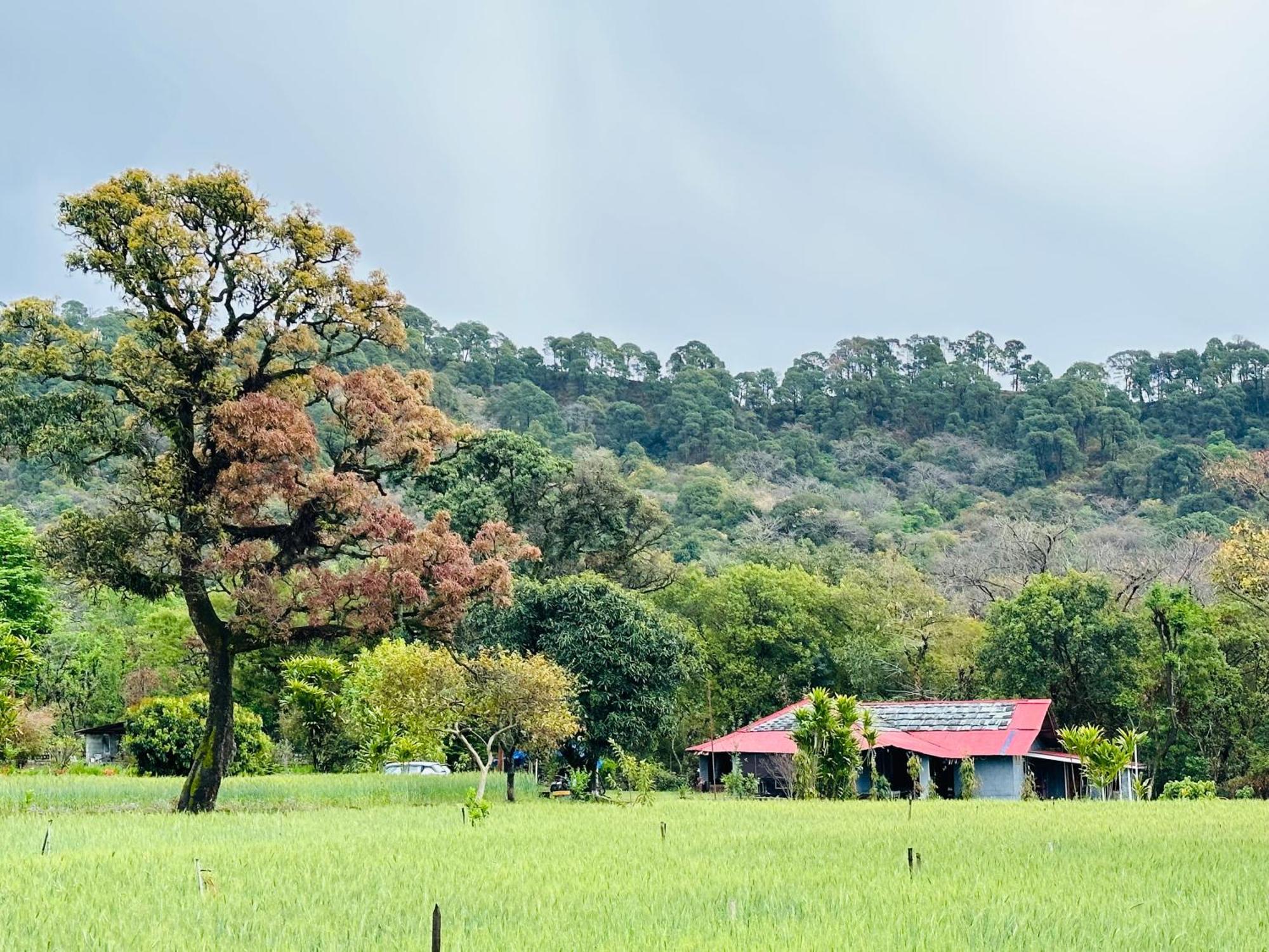 Dreamwoods A Travellers Farm Dharamshala
