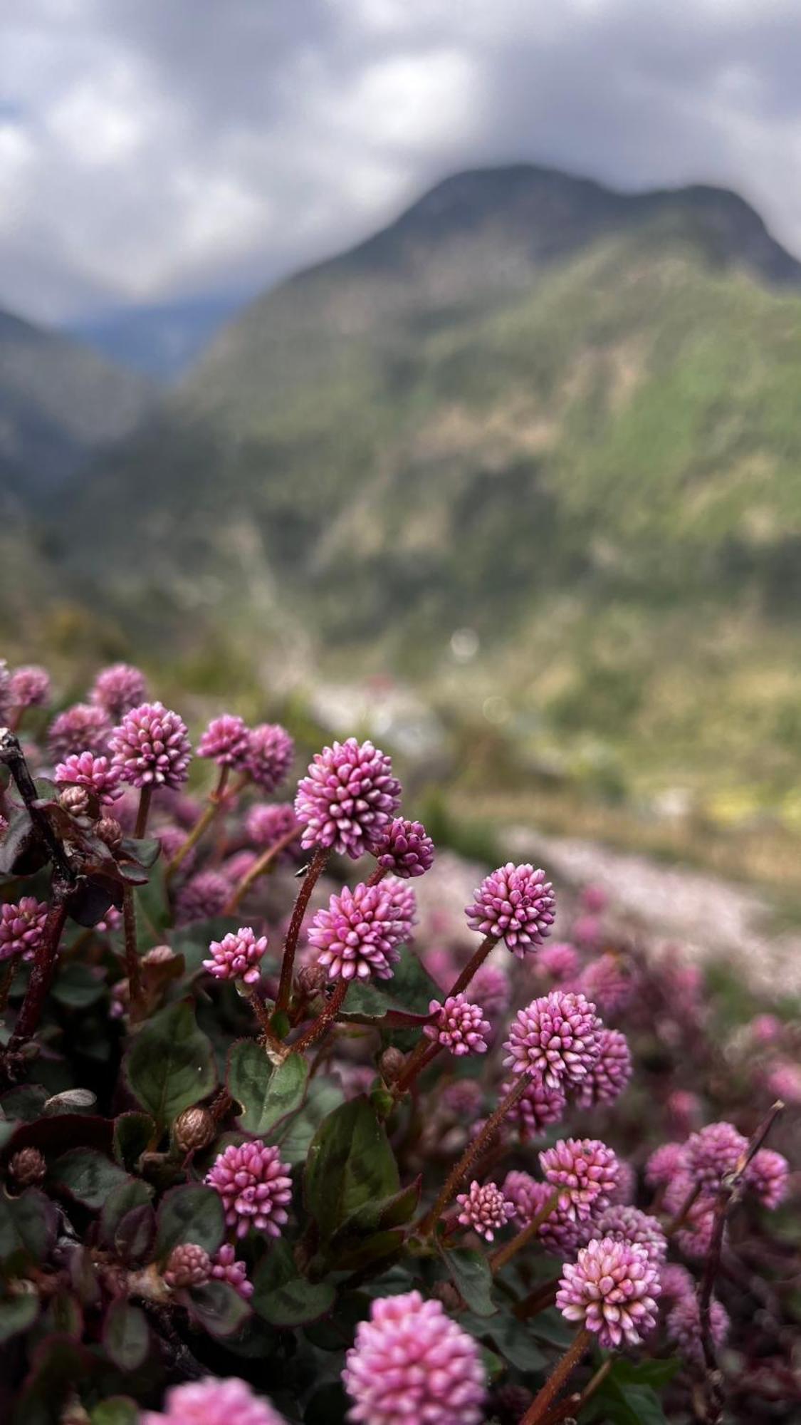 Dhauladhar Eternals Homestay