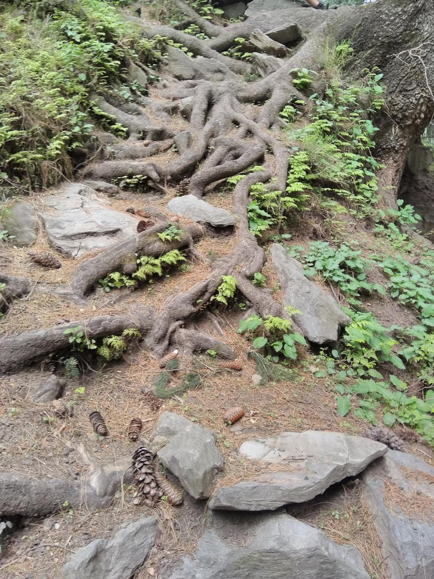 Himalayan Hikers Base Camp * Dharamshala