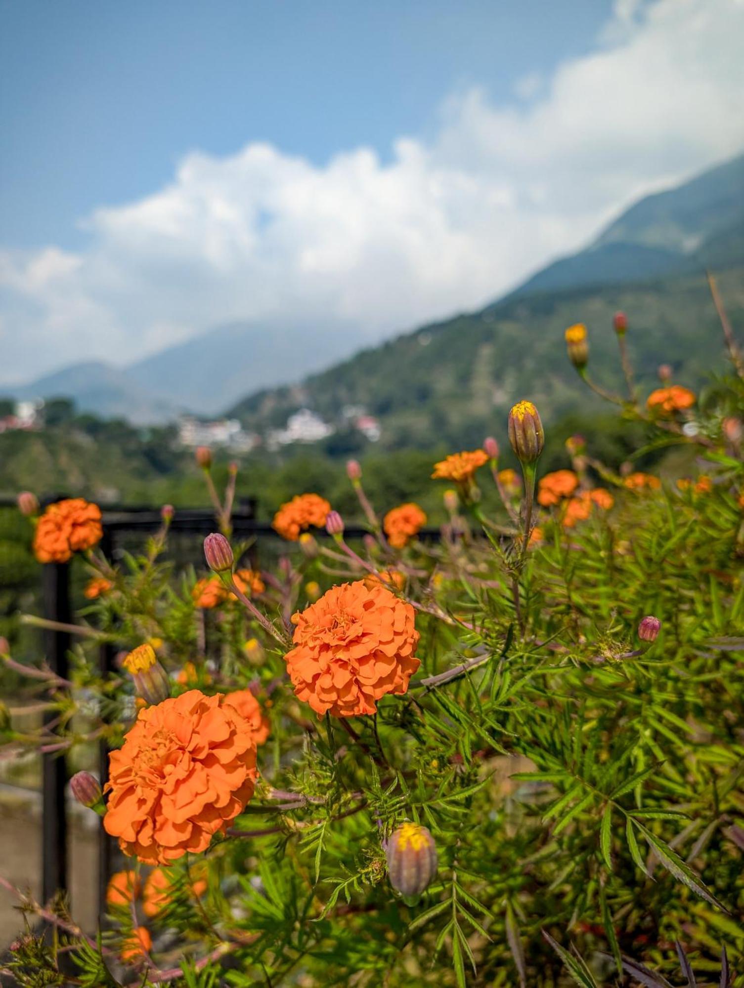 Hobo Hostel Dharamshala