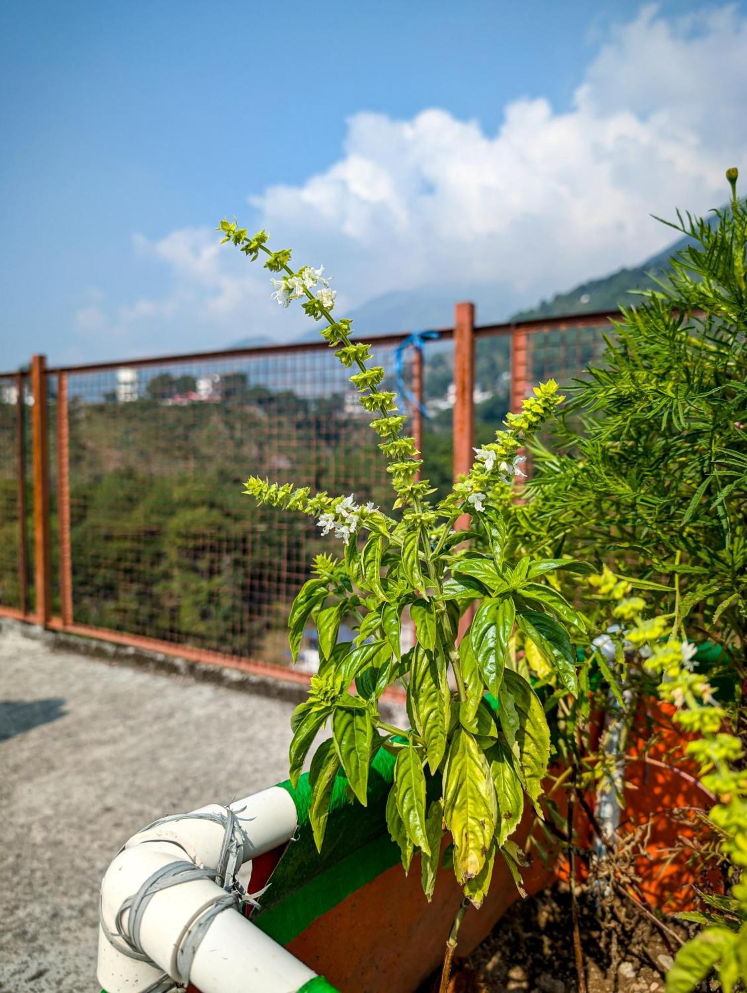 Hostel Hobo Dharamshala
