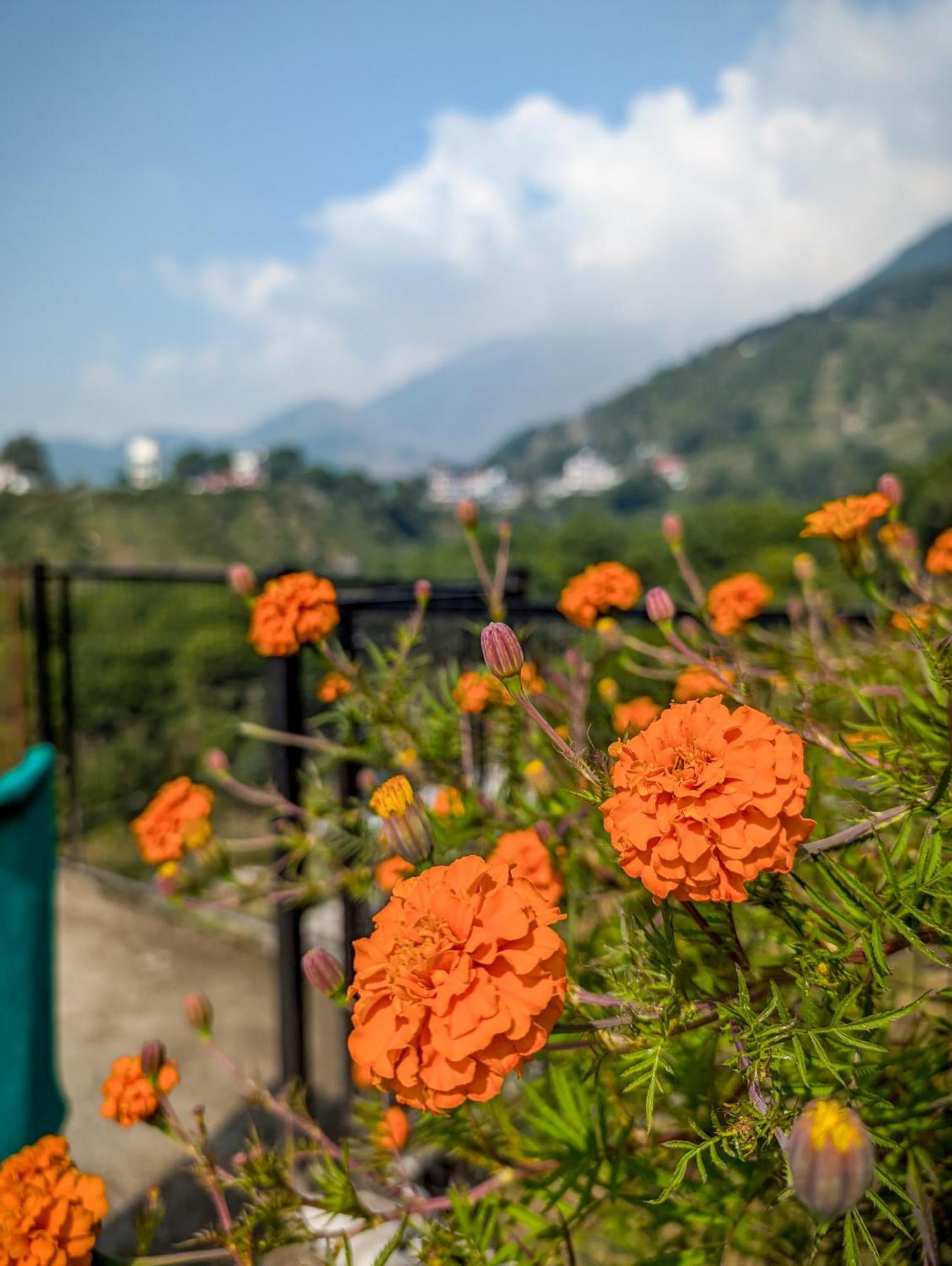 Hobo Dharamshala