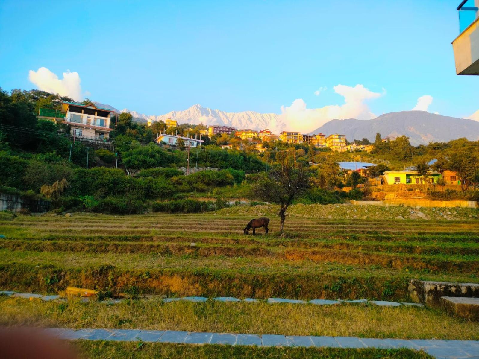 Lodge Anitra Dharamshala