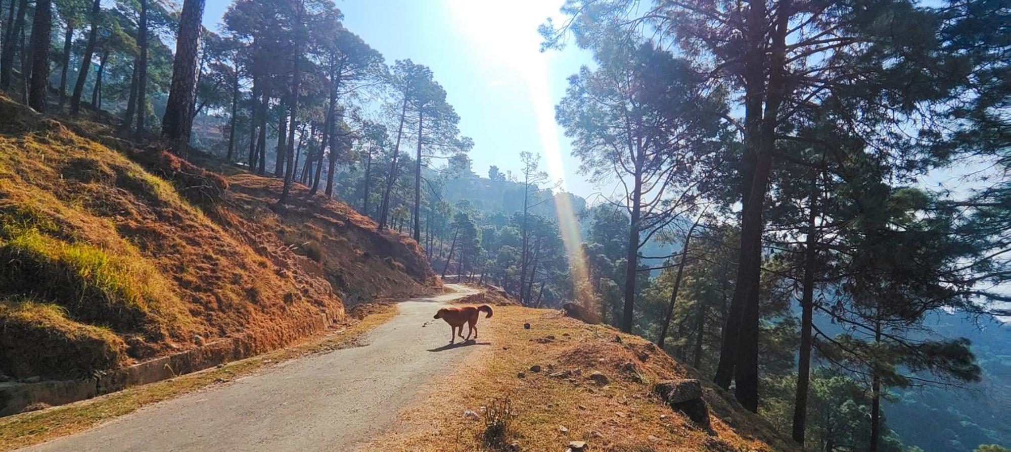 The Unmad Satovari 3* Dharamshala
