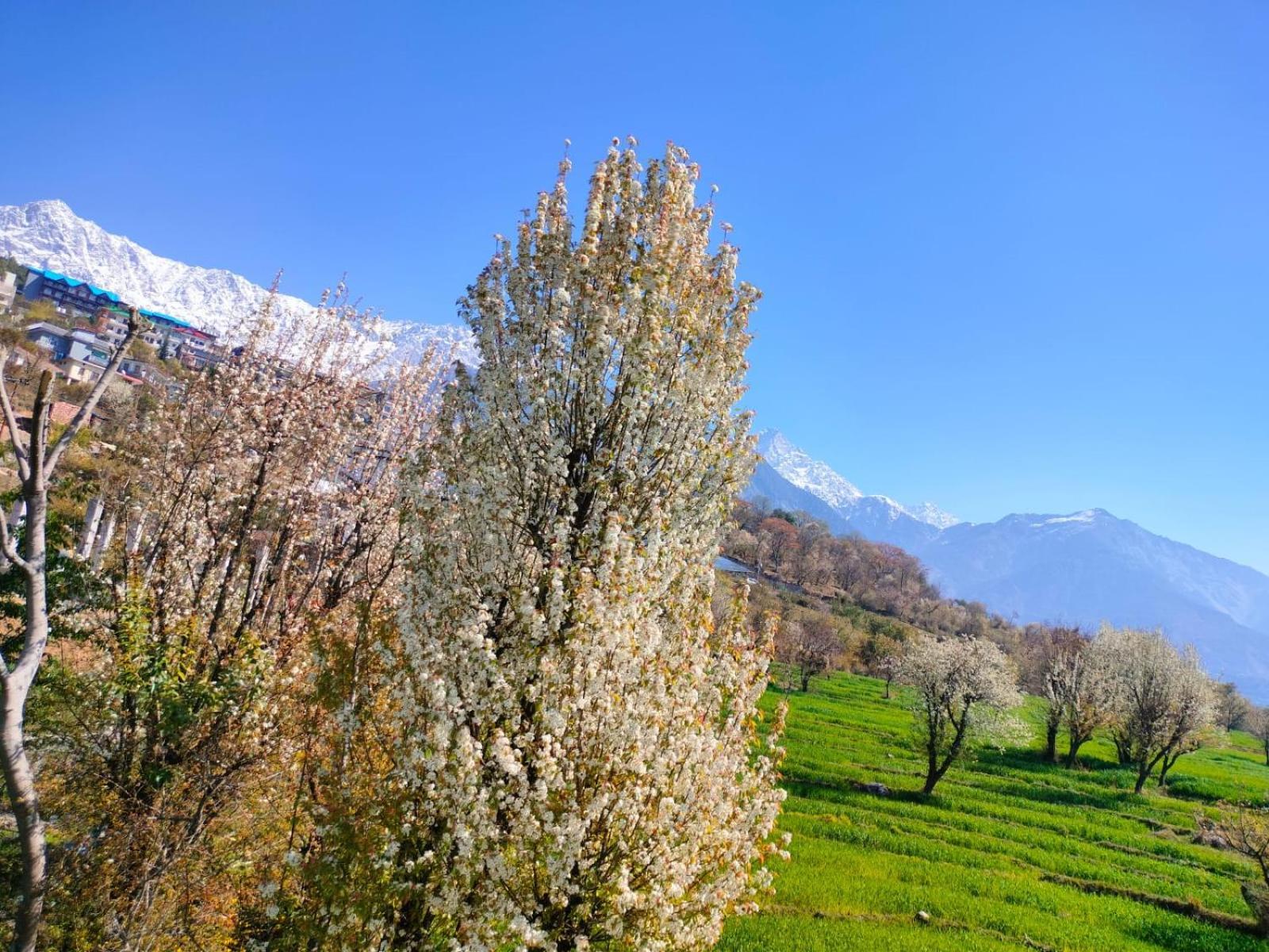 Anitra Lodge Dharamshala