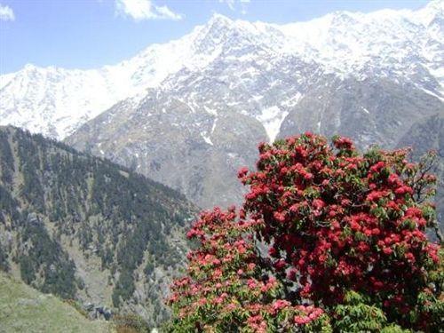 Mountain Mcleodganj Hotel Dharamshala