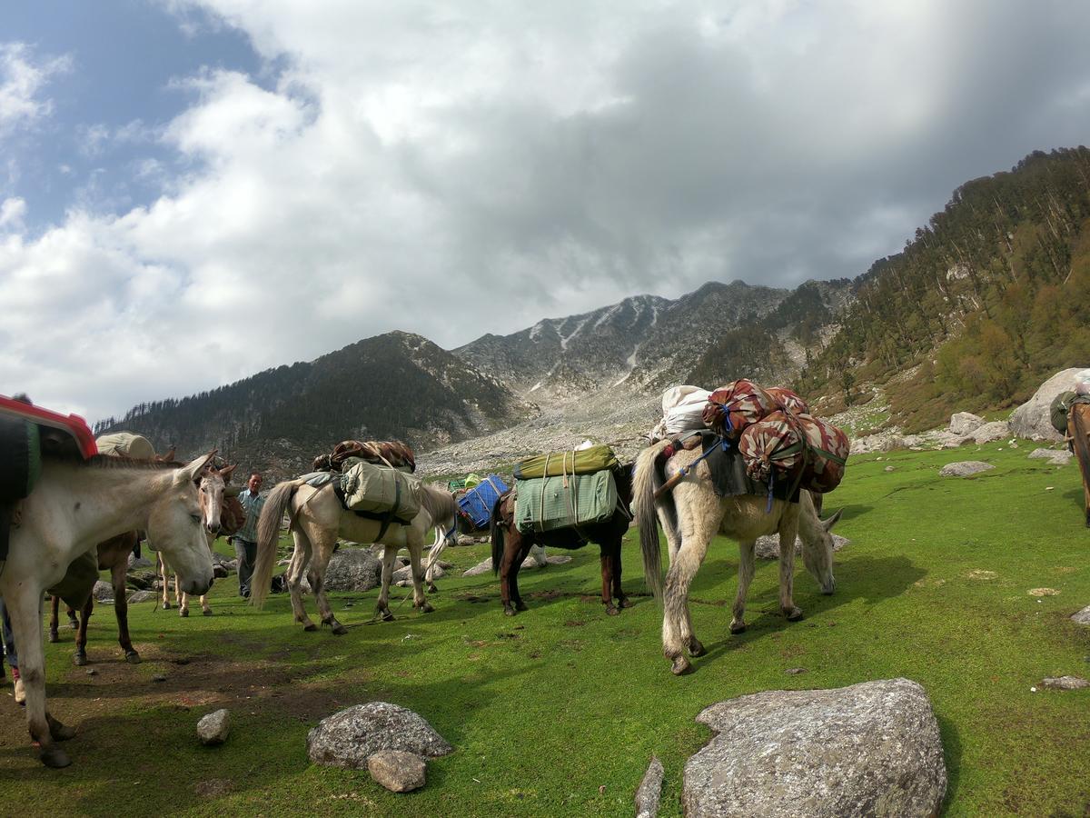 Ashoka International Dharamshala