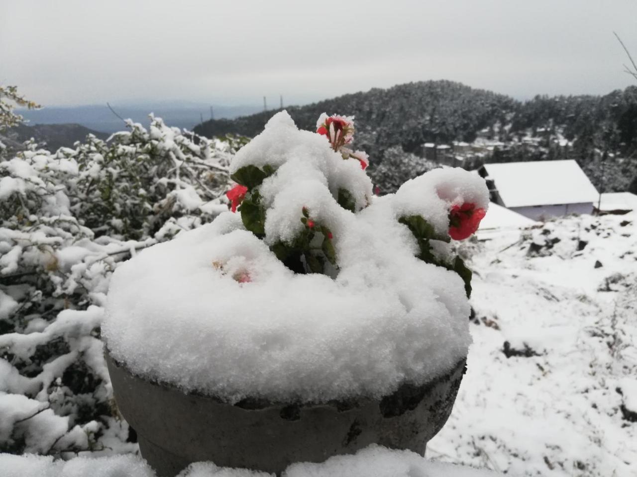 Guest house The Unmad, Dharamkot 2*